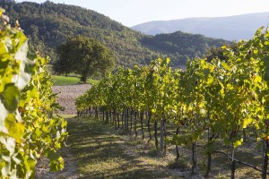 Venerdì a La Collina delle Fate di Fossombrone la seconda tappa de L’Altra Staffetta